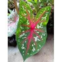 ราคา บอนสี เจ้ากรุงไกรเซอร์ ของแท้ หัว ส่งทั้งต้นทั้งใบ (10440247659)