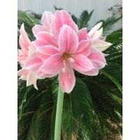 ราคา 1 หัวว่าน ว่านสี่ทิศฮอลแลนด์ Amaryllis Sweet Nymph 18 24 ซม สินค้านำเข้า แช่เย็นแล้ว หัวขนาดใหญ่ (9107848571)