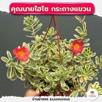 ราคา รวมกุหลาบหินและไม้อวบน้ำ กระถาง2นิ้ว หลายสายพันธุ์ ส่งทั้งกระถาง cactus succulent (20884749573)