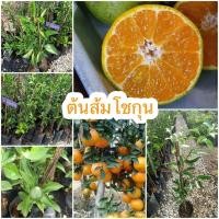 ราคา ต้นส้มโชกุน ส้มโชกุน เป็นพันธุ์ที่ได้รับความนิยมมากที่สุด มีลักษณะคล้ายส้มเขียวหวาน มีเนื้อแน่น สีสันสวยงาม รสชาติหวานแหลมอมเปรี้ยวเล็กน้อย มีน้ำในปริมาณมากและมีวิตามินซีสูง ช่วยบำรุงผิวพรรณให้เปล่งป 