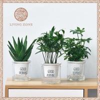 ราคา Living Zone กระถางต้นไม้ กระถาง2ชั้น พลาสติกแบบใส เก็บน้ำได้ รดน้ำอัตโนมัติ (7455080287)