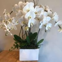 ราคา 30 เมล็ดพันธุ์ เมล็ดกล้วยไม้ ฟาแลนนอปซิส Phalaenopsis Orchids Orchid flower seed อัตราการงอก 80 85 (11768785015)