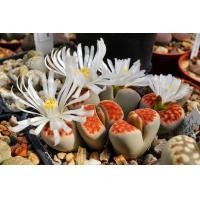ราคา 20 เมล็ด ไลทอป กระบองเพชร ไม้อวบน้ำ กุหลาบหิน แคคตัส Living Stones Lithops สายพันธุ์ยอดนิยม karasmontana lateritia (19904872220)