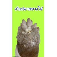 ราคา ก้อนเชื้อเห็ดโคนน้อย 2 ก้อน 50 บาท มีสต๊อคพร้อมส่ง (9679229757)