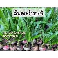ราคา ต้นมะพร้าวกะทิ ต้นเตี้ยแท้100 เนื้อเยอะ หอม หวาน มัน (20273699427)