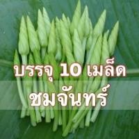 ราคา เมล็ดดอกชมจันทร์ ดอกชมจันทร์ ชมจันทร์ 10 เมล็ด (15520077618)