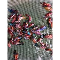 ราคา แม่พันธุ์ปลากัดนีโม่ โค่ย กาแล็คซี่ มัลติคัลเลอร์ แคนดี้ (21199311641)