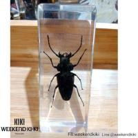 ราคา ที่ทับกระดาษแมลงสต๊าฟ ที่ทับกระดาษแมลง แมลงสต๊าฟเป็นที่ทับกระดาษ (5140624084)