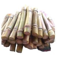 ราคา อ้อยคั้นน้ำสุพรรณบุรี50 จำนวน40ท่อน (5125766010)