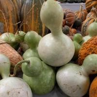 ราคา 20 เมล็ดพันธุ์ Plant Seeds เมล็ด น้ำเต้า น้ำเต้าเซียน น้ำเต้า Bottle Gourd Seed อัตราการงอก 80 85 (11782300107)