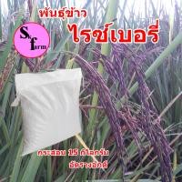 ราคา โปรใหม่ เมล็ดพันธุ์ข้าวไรซ์เบอรี่ ชุด 15 กิโลกรัม พันธุ์ข้าวปลูก ข้าวไรซ์เบอรี่ปลูกได้ทั้งปี อายุ130วัน (15834772854)