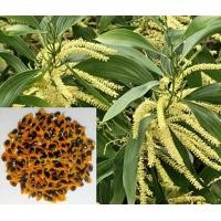 ราคา ขายส่ง 100 กรัม เมล็ดกระถินเทพา Acaacia mangium willd กระถินซาบะฮ์ Kra thin saba กรมป่าไม้ พืชทำกิน พืชเศรษฐกิจ เม็ดกระถินเทพา กระถินเทพา ต้นกระถิน (1570312453)