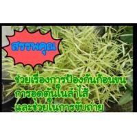 ราคา ไผ่แมว แบบพุ่ม หญ้าแมว ต้นไผ่แมว ต้นไผ่เงิน สมุนไพรแมว หมา กระต่าย ชั้นเลิศ จัดส่งพร้อมกระถาง 10 นิ้ว ลำต้นสูง 28 35 ซม ต้นไม้แข็งแรงทุกต้น เรารับประกันจัดส่งห่ออย่างดี จัดส่งสินค้าตามรูป (20968648296