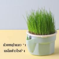 ราคา SKISOPGO พร้อมส่ง ชุดปลูกหญ้าแมว หญ้าแมวออแกนิก เมล็ดข้าวสาลี ถาดเพาะต้นอ่อน เมล็ดพืช 4 แพ็ค นํากลับมาใช้ใหม่ได้ (20524276657)