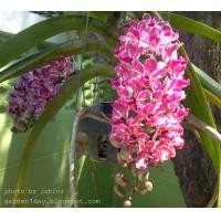 ราคา 3ต้นกล้วยไม้สกุลช้าง กล้วยไม้ช้างพลาย เป็นกล้วยไม้พันธุ์แท้ให้ดอกเป็นช่อกระจะ ออกดอกช่วงต้นปี เลี้ยงง่าย Thai orchids ขนาดกระถาง 2 นิ้ว ต้นไม้แข็งแรง ทุกต้น (21008457504)