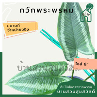 ราคา กวักพระหรหม กระถาง 8 นิ้ว อโกลนีมา aglaonema ไม้แรร์ (14605446647)