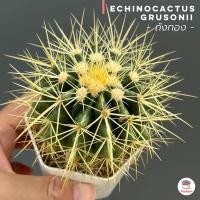 ราคา ถังทอง กระถาง3นิ้ว Echinocactus grusonii แคคตัส กระบองเพชร cactus succulent (4526558541)