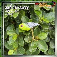 ราคา กระดี่ค่ายกบสกล เหยื่อปลอมกระดี่ เหยื่อปลอมสำหรับตกปลา เหยื่อกระดี่ เหยื่อปลอม กระดี่ (19766620623)