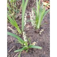 ราคา ว่านทุ่งเศรษฐี เมตตามหานิยม ค้าขายดี (19104280333)