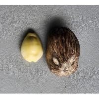 ราคา ของทนสิทธิ์ ของดีลเลอร์ มีพุทธคุณในตัว คตมะพร้าว และ เบี้ยจักจั่น สภาพสวย (20490697575)