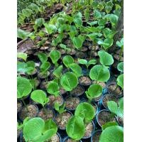 ราคา 5หัว ว่านนางคุ้ม Proiphys amboinensis ว่านผู้เฒ่าเฝ้าบ้าน ว่านนกคุ้ม (8666089087)
