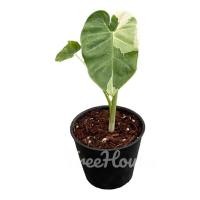 ราคา โคโลคาเซีย ออดิบด่าง ขาว Colocasia Gigantea Hook f Variegated กระถาง 4 นิ้ว (20713993885)