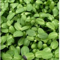 ราคา เมล็ดต้นอ่อนทานตะวัน ทานตะวันงอก (11682370024)