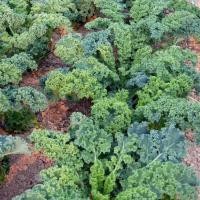 ราคา เมล็ดพันธุ์ เคลใบหงิก Vate Blue Curled Kale Seed 500 เมล็ด ของแท้ เมล็ดพันธุ์พืช ผักสวนครัว เมล็ดพันธุ์ผัก (2328274628)
