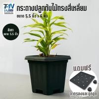 ราคา กระถางต้นไม้ทรงสี่เหลี่ยม ขนาด 5 5 กระถางปลูกกระบองเพชรแคตตัส พร้อมถาดรองในและจุกอุดกันน้ำรั่ว กระถางพลาสติก กระถางต้นไม้ TMN Hubs (6665162682)
