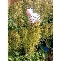 ราคา เคราฤาษีพร้อมตุ๊กตาเซรามิค ตุ๊กตาเซรามิคสำหรับเคราฤาษี เคราฤาษี ตุ๊กตาเซรามิค (19538226206)
