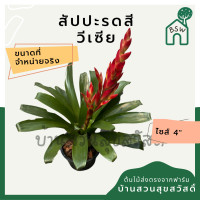 ราคา ต้นสัปปะรดสี สัปปะรดดอก มาในกระถาง 4 นิ้ว พร้อมตั้ง (13997500155)