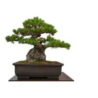 ราคา 25 เมล็ดพันธุ์ เมล็ด สนดำญี่ปุ่น สนญี่ปุ่น บอนไซ JAPANESE BLACK PINE SEEDS อัตราการงอก 80 85 (11769265489)