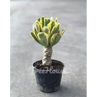 ราคา ทองอำพัน กระถาง 4 นิ้ว Euphorbia Poissonii F Variegata (20713450314)