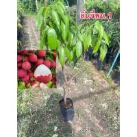 ราคา ต้นลิ้นจี่ ลิ้นจี่ พันธุ์ นพ 1 กิ่งตอน Lychee พันธุ์เเท้ สูง50 80 Cm ขายส่ง (20534828288)