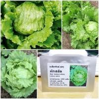 ราคา เมล็ดพันธุ์ ผักสลัด ไอซ์เบิร์ก Iceberg Lettuce Seed 1000 เมล็ด ของแท้ เมล็ดพันธุ์พืช ผักสวนครัว เมล็ดพันธุ์ผัก (2405212008)
