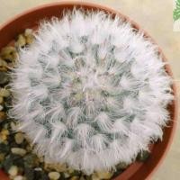 ราคา แมมขนแกะ mammillaria bocasana 10 seeds (9107169603)