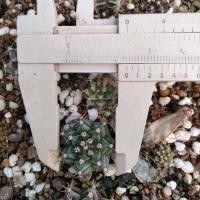 ราคา ยิมโนไม้เมล็ด ต้นละ4บาท เชื้อด่าง เก็บจากโคลนดัง ไม่มีขั้นต่ำกี่ต้นก็ได้ ยิมโนGymnocalycium แคคตัส กระบองเพชร (10095083619)