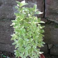 ราคา โหระพาด่าง อิตาลี ถูกที่สุด19บ เมล็ดพันธุ์โหระพาด่าง 5 20เมล็ด ปลูกง่าย พุ่มใหญ่ สวยแปลก ปลูกประดับ ปลูกทานได้ (12213657026)