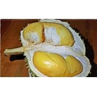 ราคา ต้นทุเรียน พันธุ์โบราณ ทุเรียน เมืองนนท์ พันธุ์ ทับทิม สูง70ซม ในถุงชำ (14513488661)