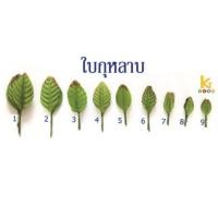 ราคา ใบกุหลาบ 1 ห่อ 100 ใบ (7110742648)