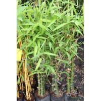 ราคา ต้นไผ่น้ำเต้า ไผ่น้ำเต้า ปลูกไผ่เป็นต้นไม้สิริมงคล ลำต้นสูง 120 150 ซม Buddhas Belly Bamboo จัดส่งพร้อมถุง 10 นิ้ว ลำต้นสูง 120 150 ซม ต้นไม้แข็งแรงทุกต้น เรารับประกันจัดส่งห่ออย่างดี (21009069611)