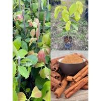 ราคา ต้นอบเชยเทศหรือต้นอบเชยศรีลังกา เป็นต้นไม้ที่มีเปลือกและเนื้อไม้หอม สูง45 50ซ ม แบบกิ่งตอน (13469833585)