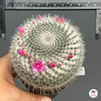 ราคา แมมแม่เฒ่า แมมฮาเนียน่า Mammillaria Hahniana แคคตัส กระบองเพชร cactus succulent (4643778553)