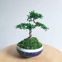 ราคา 20 เมล็ด เมล็ดหูกระจง หูกระจง Terminalia ivorensis ต้นหูกระจง แผ่บารมี หูกระจงแคระ อัตราการงอก 70 80 ปลูกในกระถางได้ (9079388156)