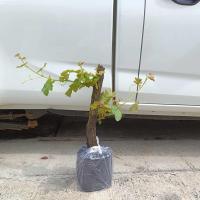 ราคา ต้นองุ่น องุ่นไร้เมล็ด ตอองุ่น ต้นองุ่น พันธุ์ พร้อมปลูก grapes plants (21014262966)