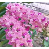 ราคา กล้วยไม้ช้างชมพู ตะกร้า 4 นิ้ว จำนวน 1 ต้น พฤกษา14กล้วยไม้ป่า (21107570840)