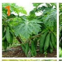ราคา เมล็ดพันธุ์มะละกอพันธุ์ต่างๆมีให้เลือก9สายพันธุ์ (10919887814)