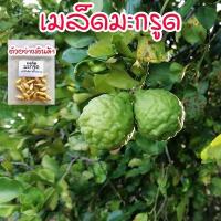 ราคา เมล็ดพันธุ์ มะกรูดใบ มะกรูดกินใบ มะกรูดหอม โตไว ใบหอม ปลูกง่าย ซื้อ 10 แถม 1 คละได้ (16347301783)