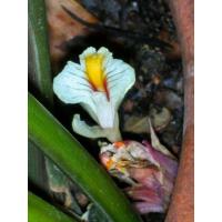 ราคา เหง้าว่านดอกทอง ว่านมหาเสนห์ ว่านราคะ ด้าน เมตตามหานิยม ตัวเมีย ตัวผู้ 1 คู่ ใช้ปลูก จำหน่ายเป็นคู่ เหง้าสดๆ พร้อมปลูกลงดิน (20968552564)