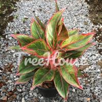 ราคา แสงเงินแสงทอง กระถาง 8 นิ้ว Aglaonema aura pot 8 (20720078110)